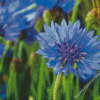 Corn Flowers Diamond Paintings