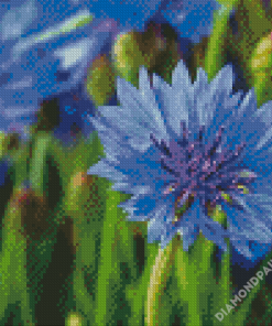 Corn Flowers Diamond Paintings