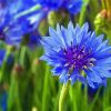 Corn Flowers Diamond Paintings