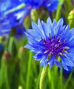 Corn Flowers Diamond Paintings