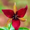 Dark Red Trillium Flower Diamond Paintings