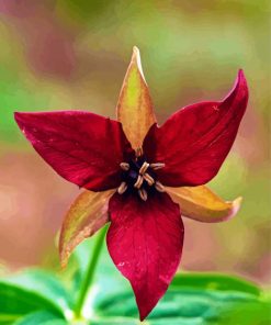 Dark Red Trillium Flower Diamond Paintings