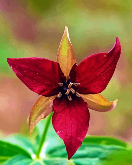 Dark Red Trillium Flower Diamond Paintings