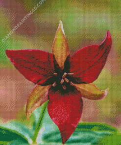 Dark Red Trillium Flower Diamond Paintings