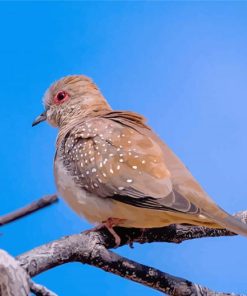 Diamond Dove Bird Diamond Paintings