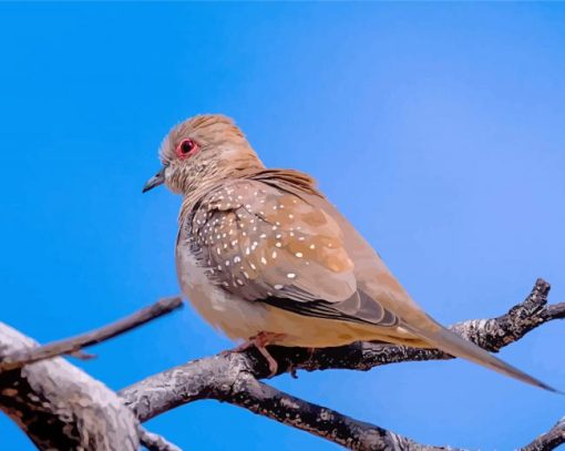 Diamond Dove Bird Diamond Paintings