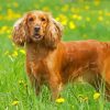 English Cocker Spaniel Dog Diamond Paintings