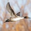 Flying Northern Pintail Diamond Paintings