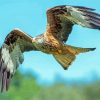 Flying Red Kite Bird Diamond Paintings