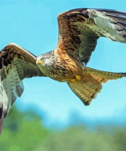 Flying Red Kite Bird Diamond Paintings