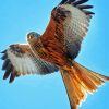 Flying Red Kite Diamond Paintings