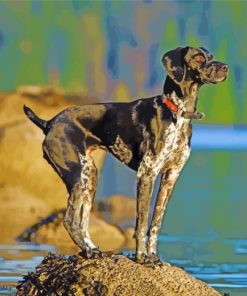 Germain Shorthaired Pointer Dog Diamond Paintings