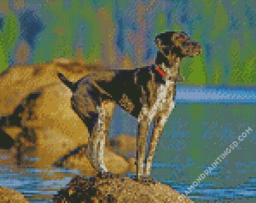 Germain Shorthaired Pointer Dog Diamond Paintings