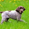 Germain Shorthaired Pointer Puppy Diamond Paintings