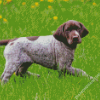 Germain Shorthaired Pointer Puppy Diamond Paintings