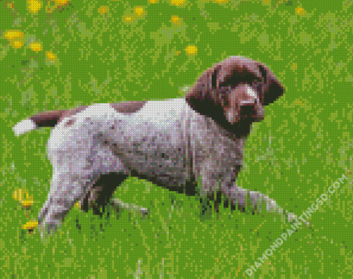 Germain Shorthaired Pointer Puppy Diamond Paintings