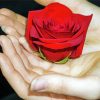 Giving A Rose On Hand Diamond Paintings