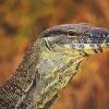 Goanna Reptile Head Diamond Paintings