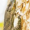 Goanna On Tree Diamond Paintings