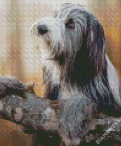 Bearded Collie Dog Diamond Paintings