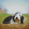 Bearded Collie Dog Animal Diamond Paintings