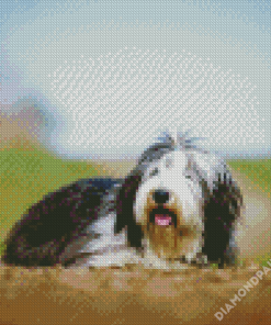 Bearded Collie Dog Animal Diamond Paintings