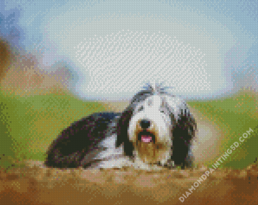 Bearded Collie Dog Animal Diamond Paintings