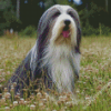 Black And White Bearded Collie Diamond Paintings