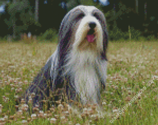 Black And White Bearded Collie Diamond Paintings