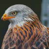 Close Up Red Kite Diamond Paintings