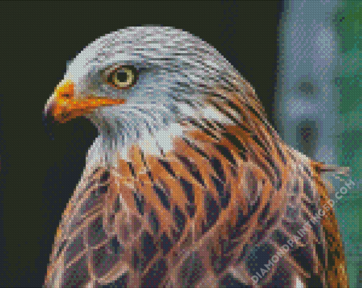 Close Up Red Kite Diamond Paintings