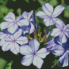 Plumbago Flowers Diamond Paintings