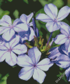 Plumbago Flowers Diamond Paintings