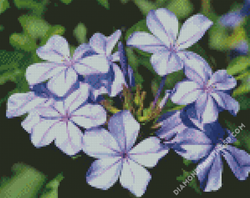 Plumbago Flowers Diamond Paintings