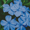 Plumbago Leadworts Diamond Paintings