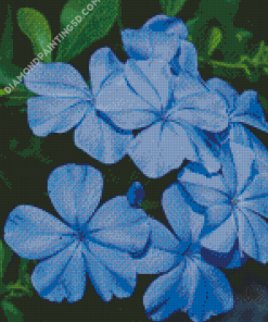 Plumbago Leadworts Diamond Paintings