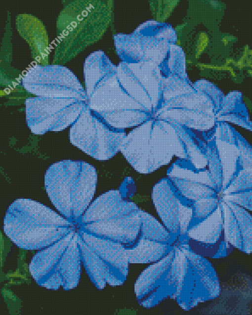 Plumbago Leadworts Diamond Paintings