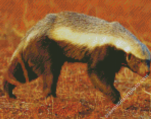 Honey Badger Animal Diamond Paintings