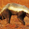 Honey Badger Animal Diamond Paintings