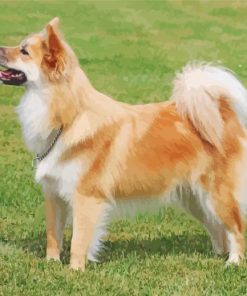 Icelandic Sheepdog Animal Pet Diamond Paintings