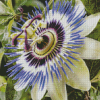 Blue Passion Flower Diamond Paintings