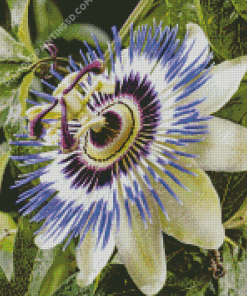 Blue Passion Flower Diamond Paintings