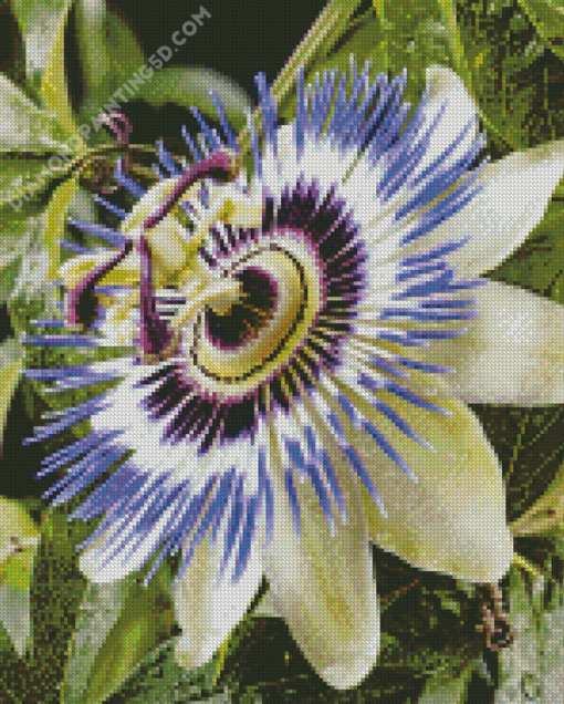 Blue Passion Flower Diamond Paintings