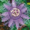 Purple Passion Flower Diamond Paintings