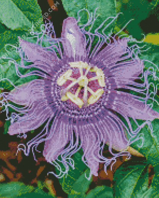 Purple Passion Flower Diamond Paintings