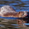 Mink Swimming Diamond Paintings