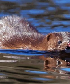 Mink Swimming Diamond Paintings