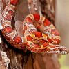 Okeetee Corn Snake Diamond Paintings