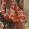 Okeetee Corn Snake Diamond Paintings