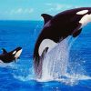 Orcas Diamond Paintings